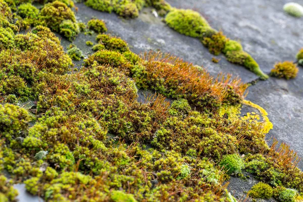 Зелений Мох Черепиці Даху Шиферу — стокове фото