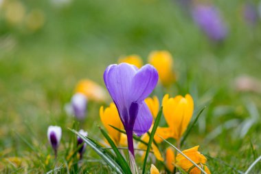 Çiğdem bahar çiçek çiçeklenme