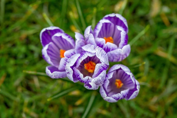 Blooming Striped Pickwick Crocus Flowers — Stock Photo, Image