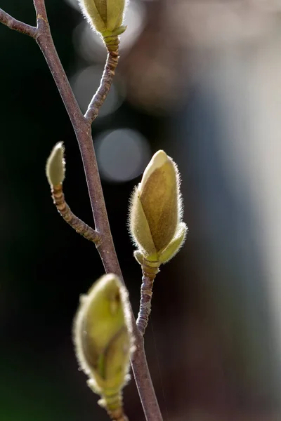 Gemme Magnolia Che Crescono Nel Sole Fine Inverno — Foto Stock