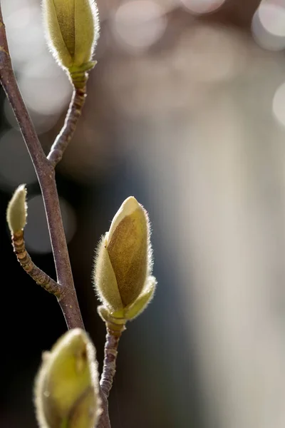 Μπουμπούκια Μανόλιας Που Αυξάνονται Στον Ήλιο Στα Τέλη Του Χειμώνα — Φωτογραφία Αρχείου