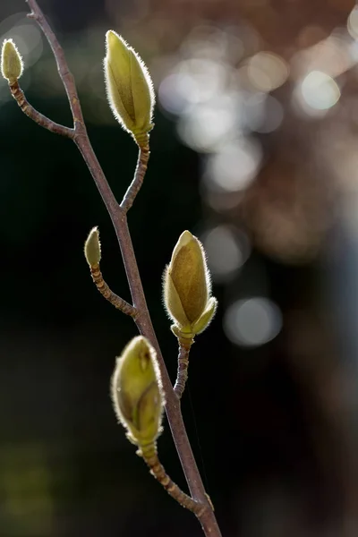 Gemme Magnolia Che Crescono Nel Sole Fine Inverno — Foto Stock