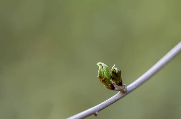 Πράσινα Μπουμπούκια Αυξάνεται Ένα Κλαδί Δέντρου Φυσικό Πράσινο Φόντο — Φωτογραφία Αρχείου