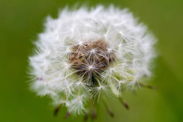 Primer Plano Una Cabeza Diente León Con Fondo Verde Natural —  Fotos de Stock