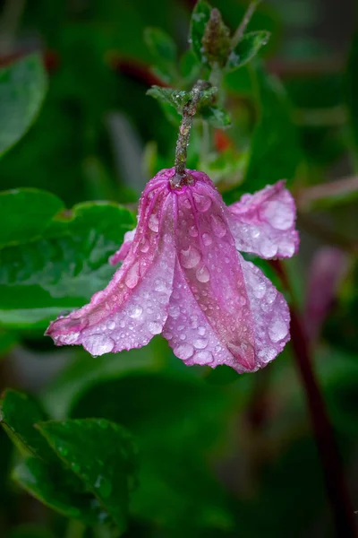Detailní Záběr Růžové Clematis Květina Kapky Vody — Stock fotografie