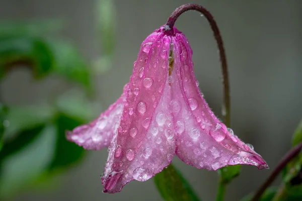 Close up of a pink clematis flower covered in water drops