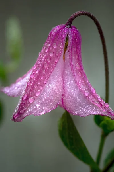 Close up of a pink clematis flower covered in water drops