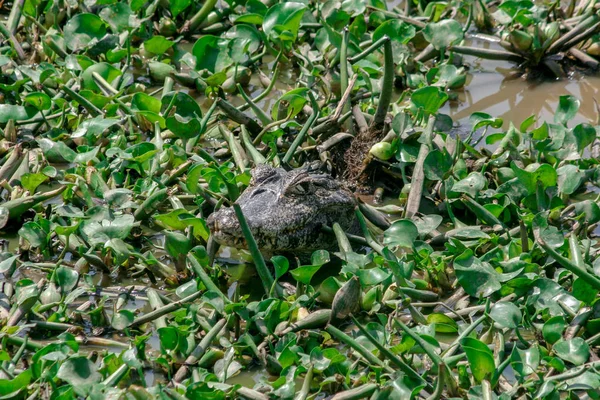 Caiman Solitário Pantanal Mato Grosso Sul Brasil — Fotografia de Stock