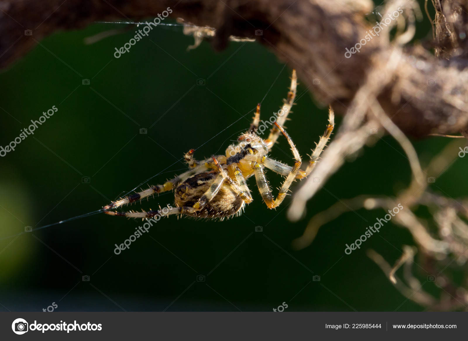 Close Image Common Garden Spider Stock Photo C Magicbones 225985444