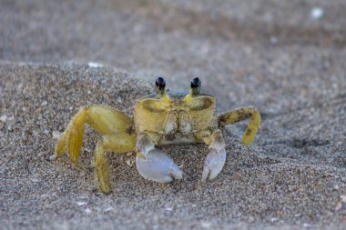 Atlantik hayalet yengeç (Ocypode quadrata) üzerinde hazine Beach, Jamaica