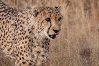 Cheetah on a nature reserve in Namibia clipart