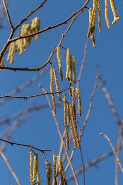 Açık mavi gökyüzü karşı uzun tüylü Erkek kedicikler