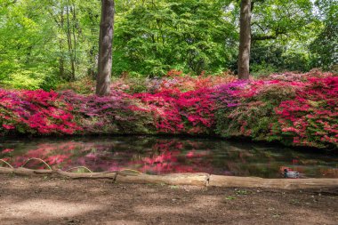 Çiçekli azaleas hala gölet, Isabella Plantation, Richmond Park, Surrey, İngiltere