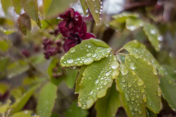 Fogliame Fiori Della Pianta Akebia Quinata Conosciuta Anche Come Vite — Foto Stock