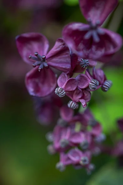 Folhagem Flores Planta Akebia Quinata Também Conhecida Como Vinha Chocolate — Fotografia de Stock