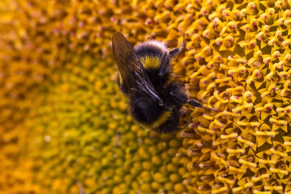 Részletes Képet Egy Méh Egy Napraforgó Növényt — Stock Fotó