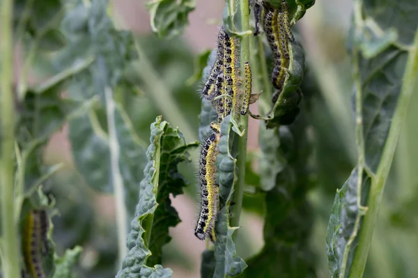 Kool Witte Rupsen Voeden Het Blad Van Cavalo Nero Plant — Stockfoto