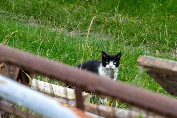 A farm cat with a caught rodent in it\'s mouth