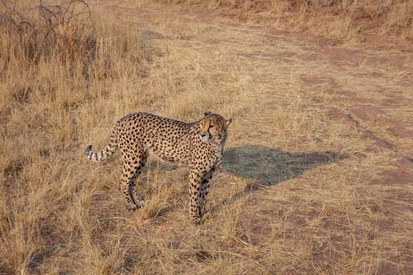 Cheetah Sobre Uma Reserva Natural Namíbia — Fotografia de Stock