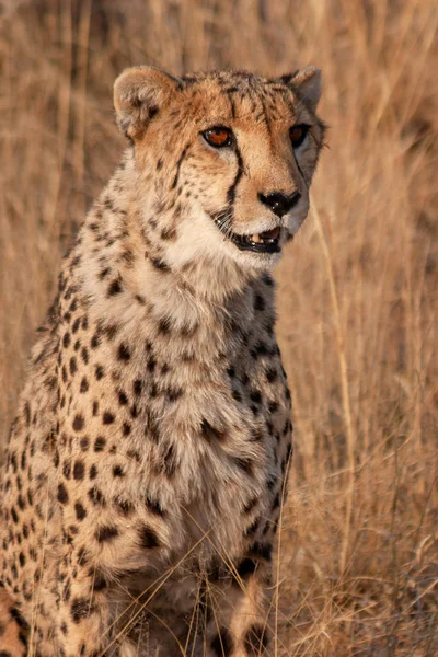 Cheetah Una Riserva Naturale Namibia — Foto Stock