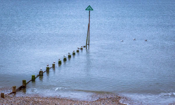 Gabbiani Seduti Groynes Sulla Costa East Wittering Inghilterra Regno Unito — Foto Stock