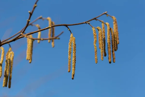 Lunghi Pinguini Maschi Piumati Contro Cielo Azzurro Chiaro — Foto Stock