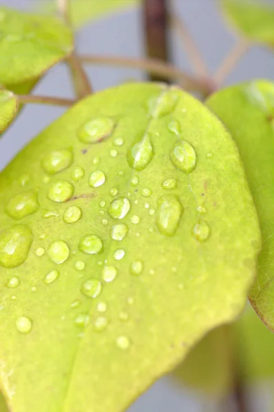 Zielony Liść Mokry Bliska — Zdjęcie stockowe