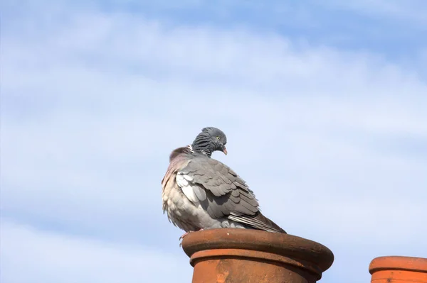 Baca Pot Tünemiş Bir Ortak Güvercin — Stok fotoğraf