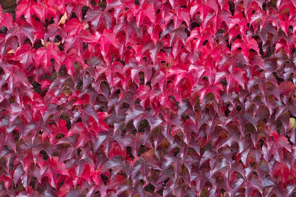 Rote Herbstliche Blätter Eines Efeu Wandkletterers — Stockfoto