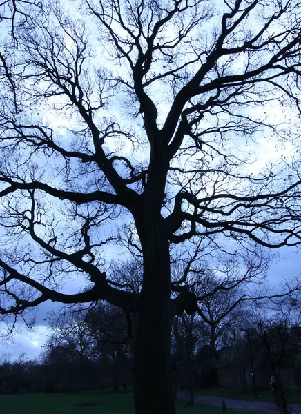 Tree Silhouette Evening — Stock Photo, Image