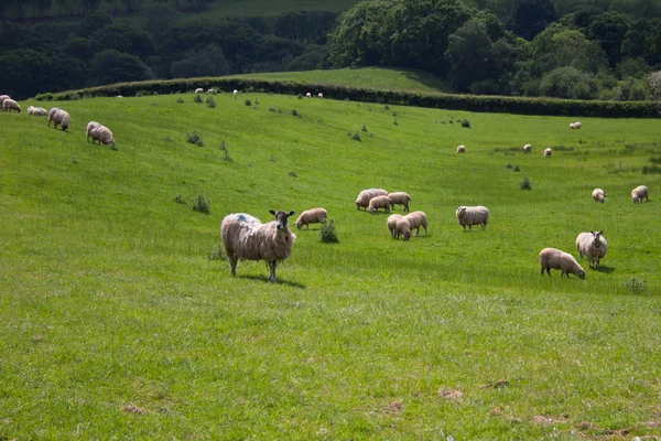 Owce Dziedzinie Walijski — Zdjęcie stockowe
