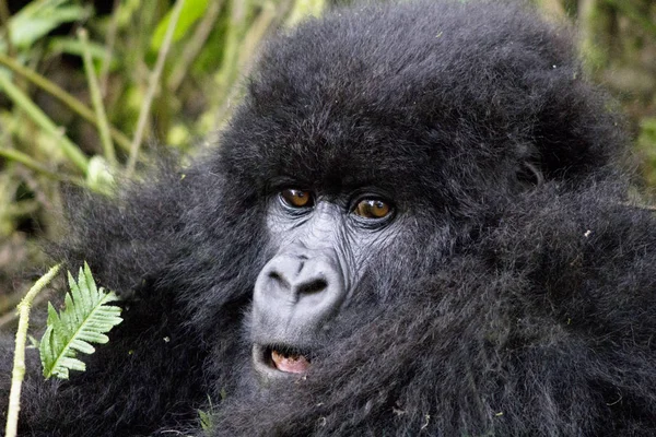 Gorila Jovem Parque Nacional Virunga — Fotografia de Stock