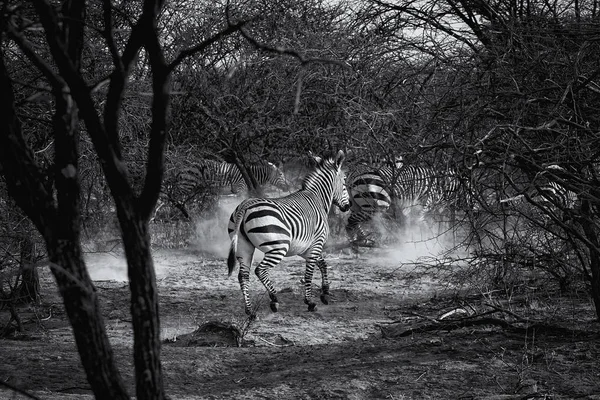 Зебра Бурчелла Национальном Парке Этоша Намибия — стоковое фото