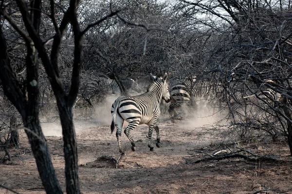 Cebra Burchell Parque Nacional Etosha Namibia —  Fotos de Stock