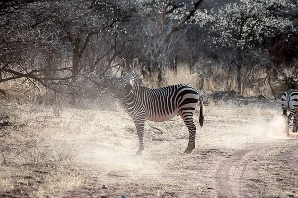 Burchell Firmy Zebra Etosha National Park Namibia — Zdjęcie stockowe