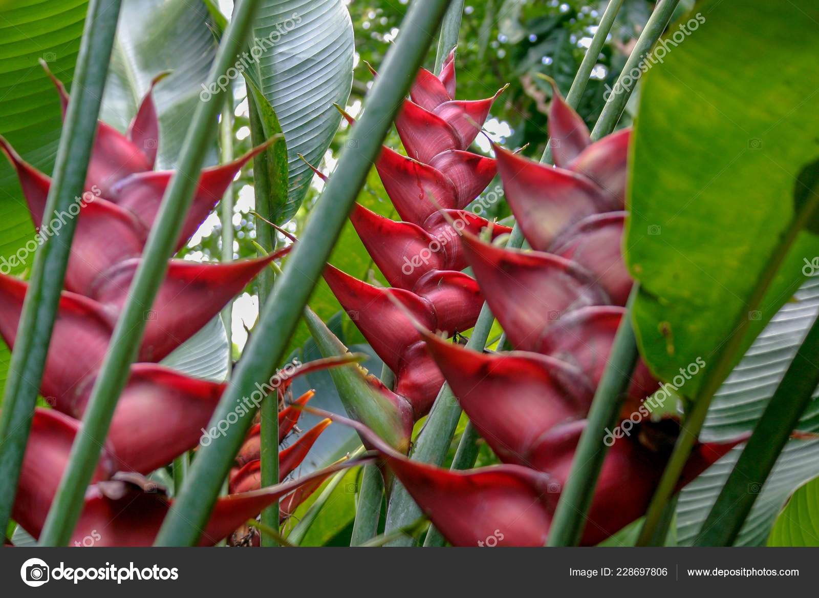 Resultado de imagen para heliconias