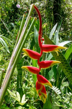 Heliconias in St Lucia