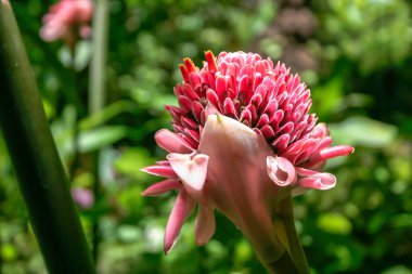 Zencefil (Etlingera elatior) çiçek St Lucia meşale