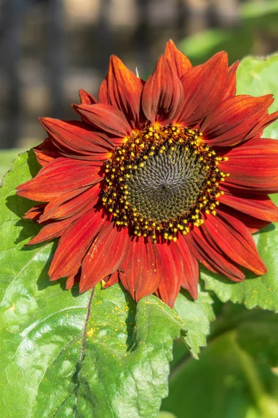 Red sunflower in full bloom