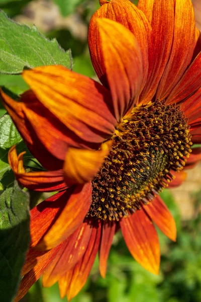 Red sunflower in full bloom