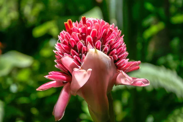 Antorcha Jengibre Etlingera Elatior Flor Santa Lucía —  Fotos de Stock