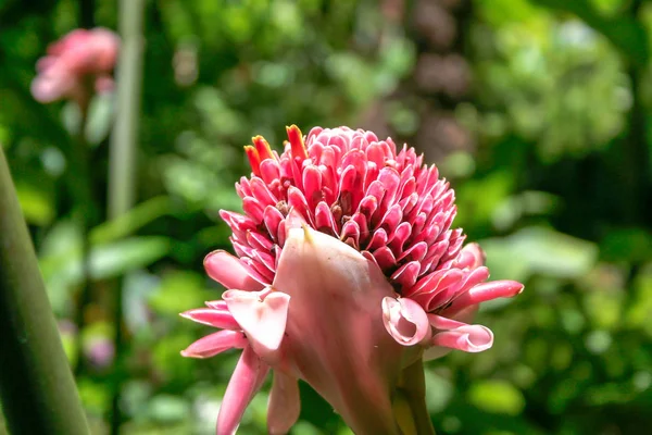 Torche Gingembre Etlingera Elatior Fleur Sainte Lucie — Photo