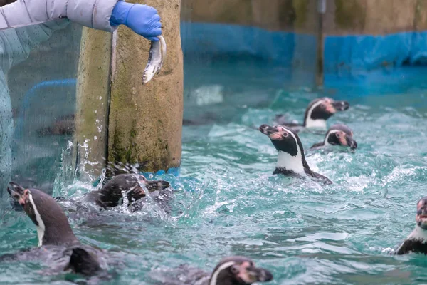 Pingvinek Táplálni Hal Állatkertben — Stock Fotó