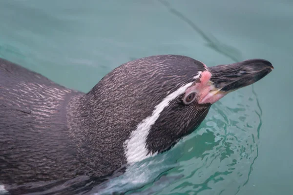 Pingüino Nadando Zoológico — Foto de Stock