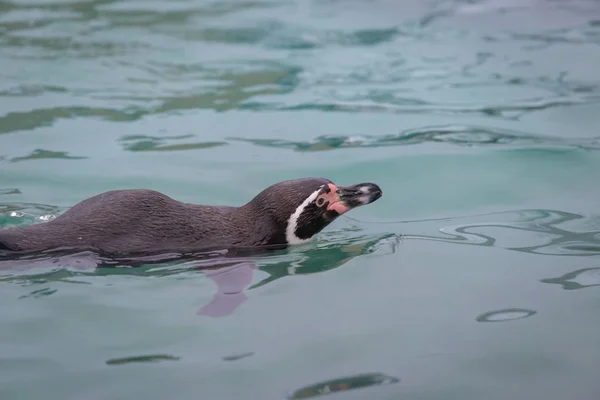 Pingüino Nadando Zoológico — Foto de Stock