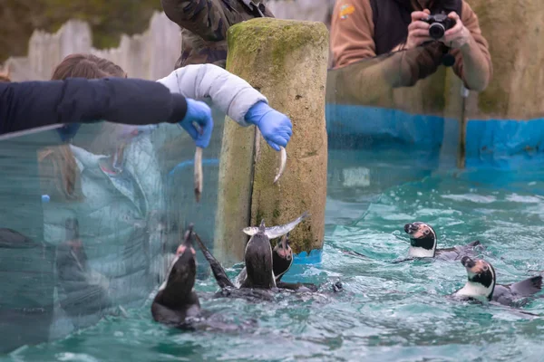 Pingüinos Alimentados Con Peces Zoológico — Foto de Stock