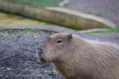 Yetişkin Capibara (Hydrochoerus hydrochaeris) bir Hayvanat Bahçesi