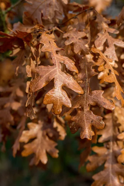 Foglie di quercia bruna autunnale al sole — Foto Stock