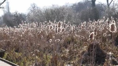 Rüzgarda tohumları olgun çiçek başkanları ortak Bulrush (Typha latifolia)