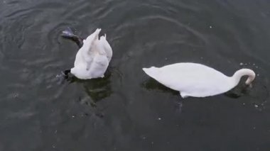 Baş aşağı River Thames, Londra besleme kuğular kurmuştur
